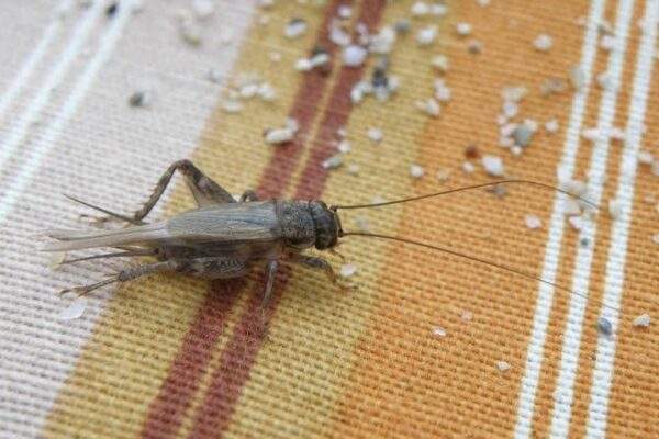 cricket g53c9a07ab 1920 800x450 1