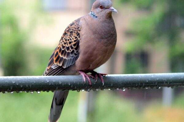 creatures 4756379 1920