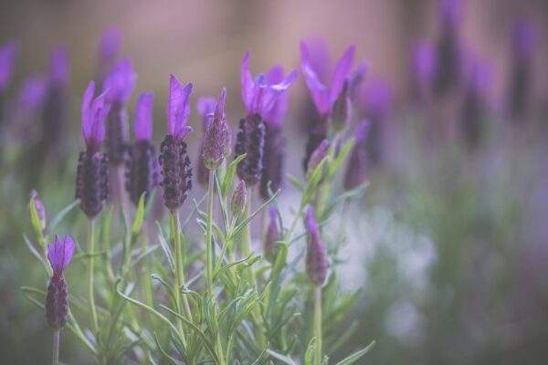 lavender 3363791 1920