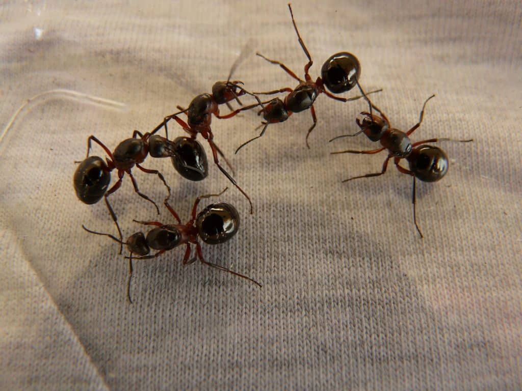 wood ant queens 3254 1920
