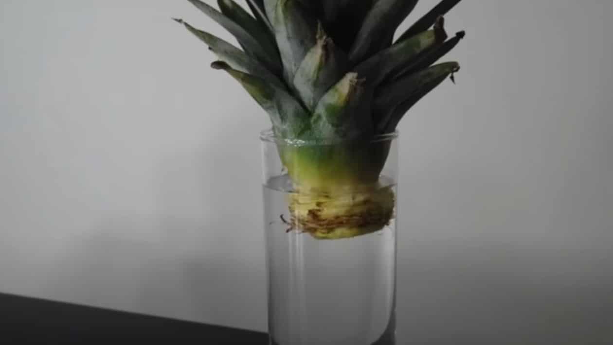 ananas