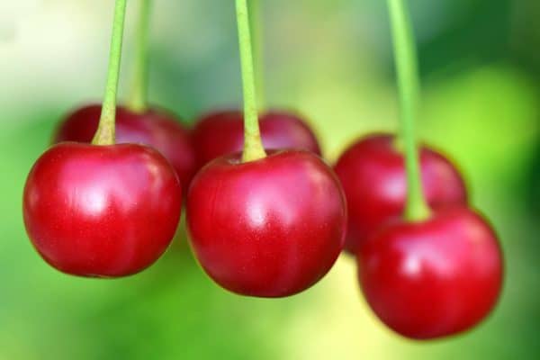 cherries 3477927 1920