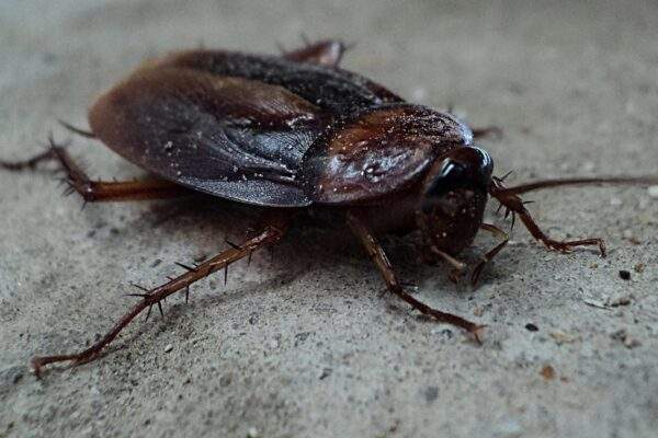 cockroach gb2b53210d 1920