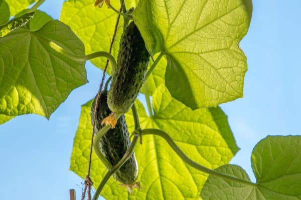 cucumbers 4612953 1920
