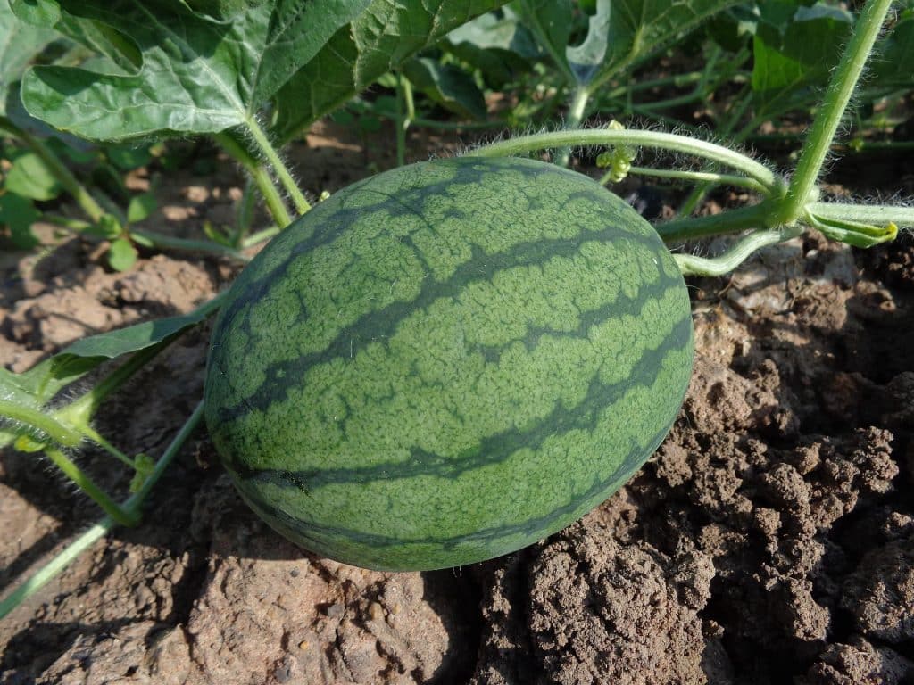 melony pestovanie