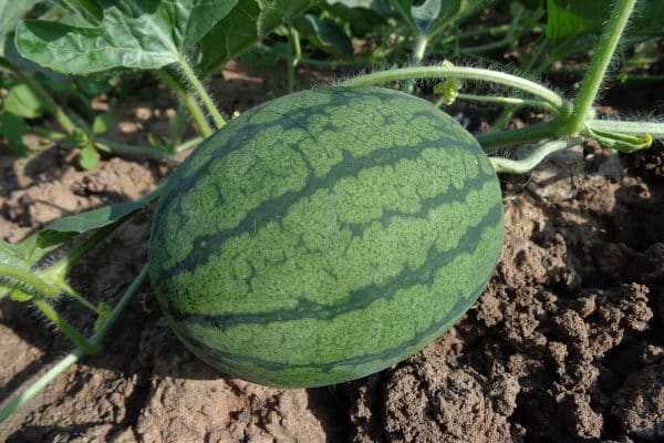 melony pestovanie