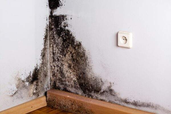 mold in the home