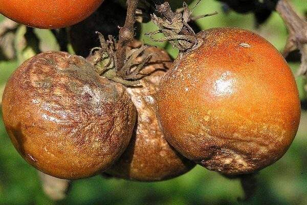 plisen bramboru na rajcetech napadeni plodu rod 1