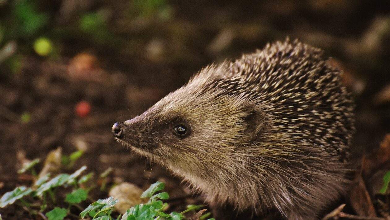 jezko