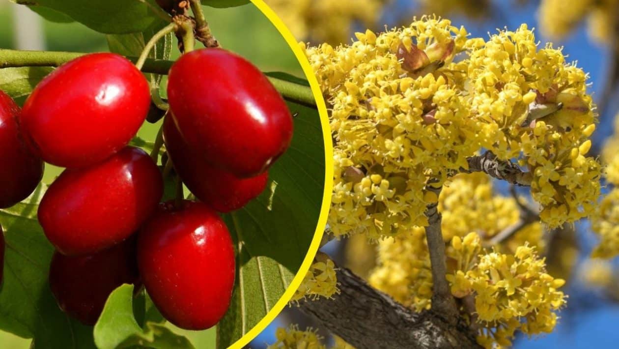 aronia