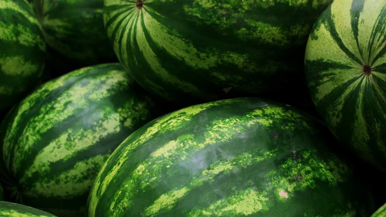 melon