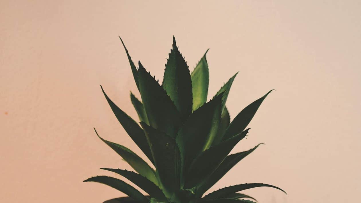 aloe vera