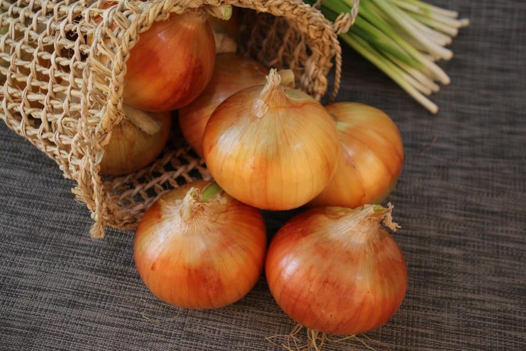 cibula 2