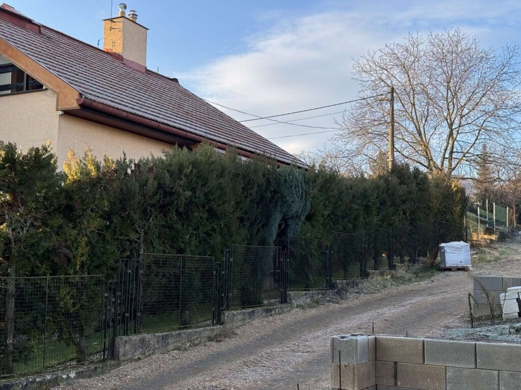 tuje