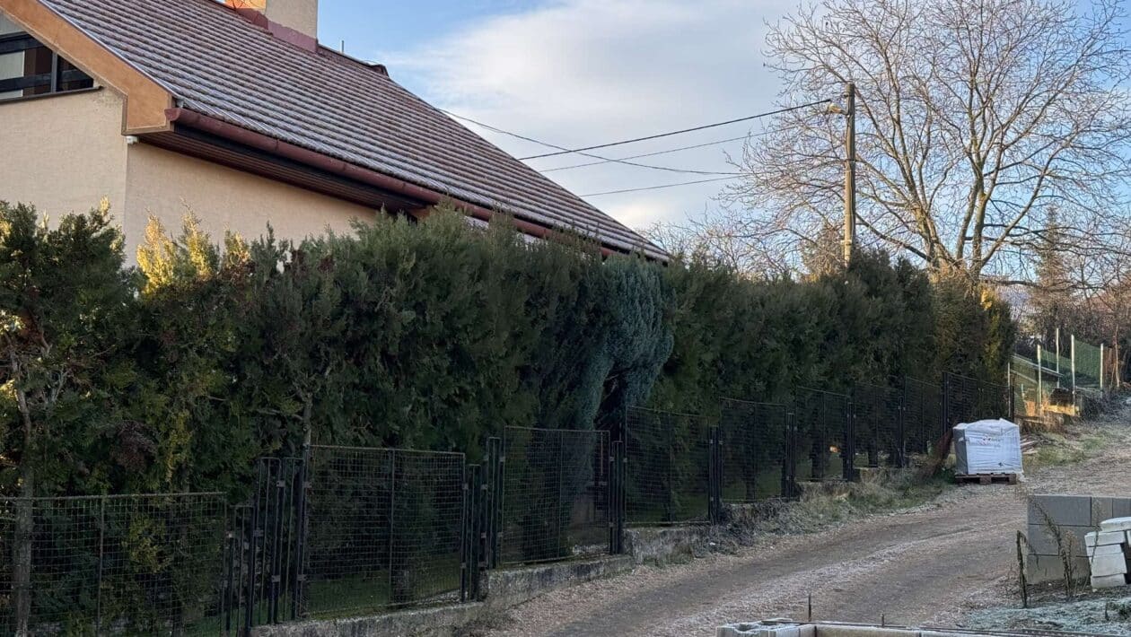 tuje