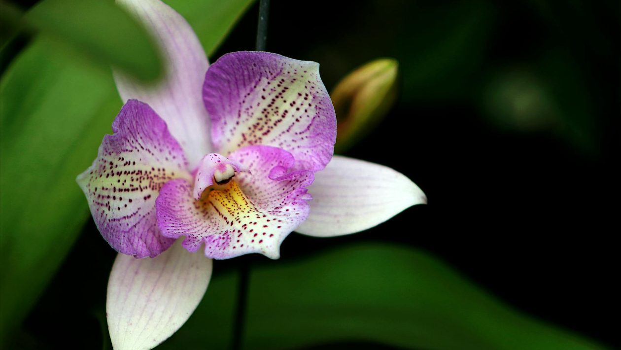 orchidea