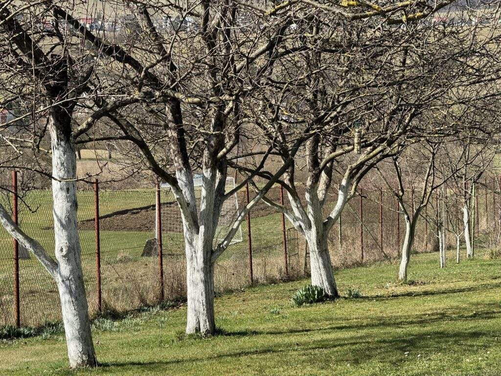 vapnenie stromy ovocne