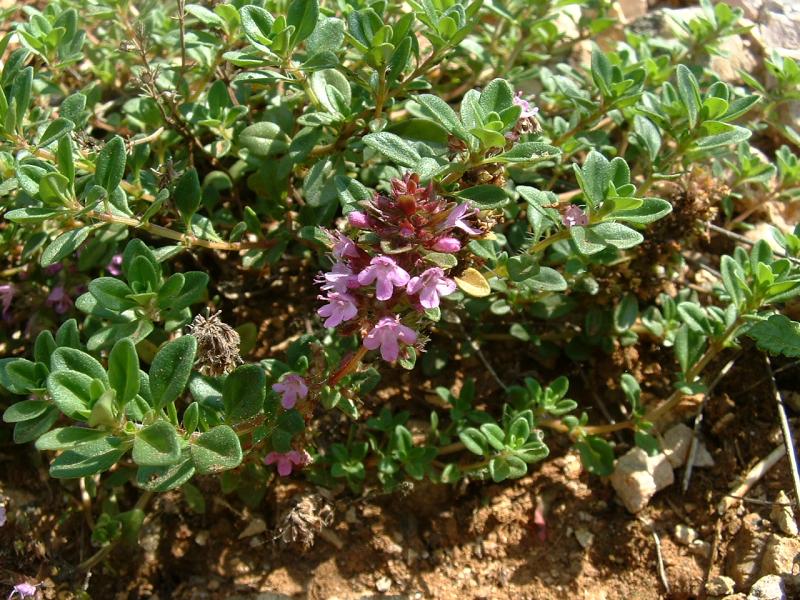 Duska materina