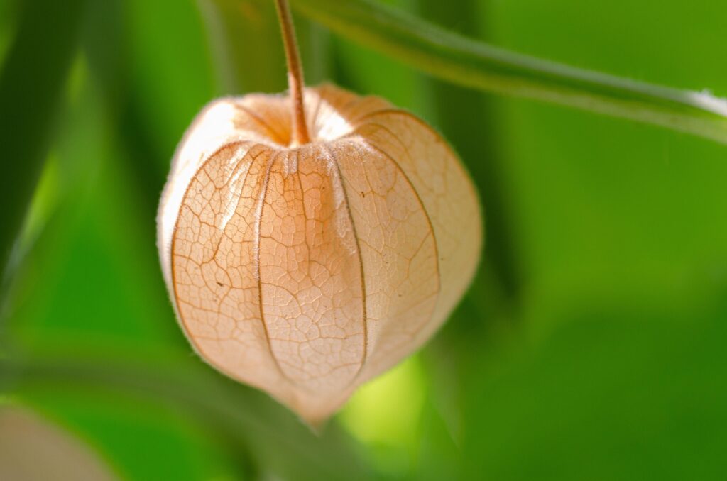Physalis