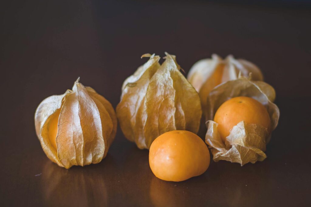 Physalis machovka peuranska