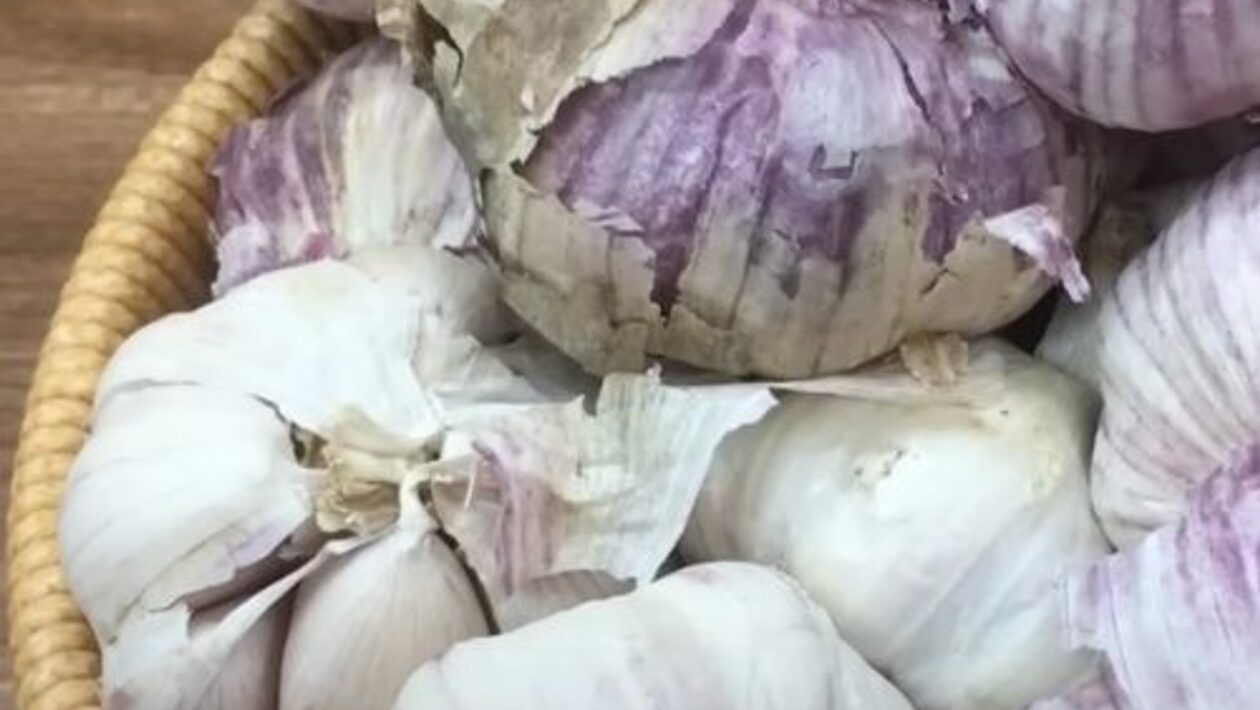cesnak 2