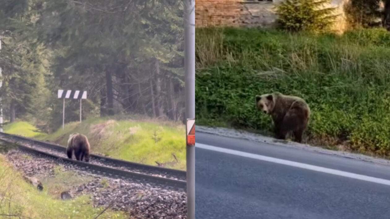 medvede tatry scaled