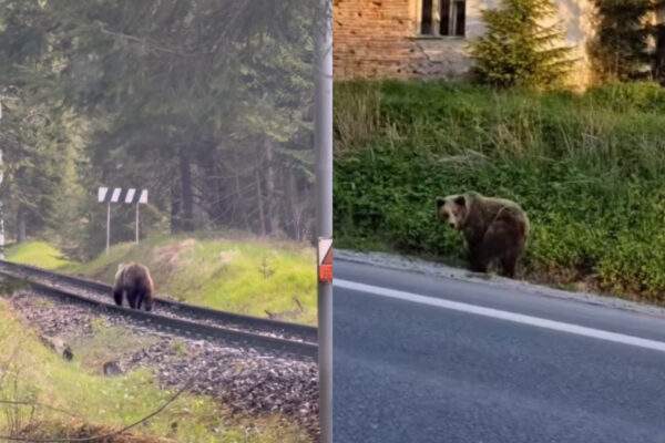 medvede tatry scaled