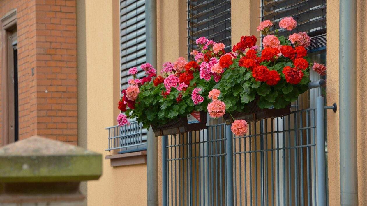 pelargonie muskaty 1