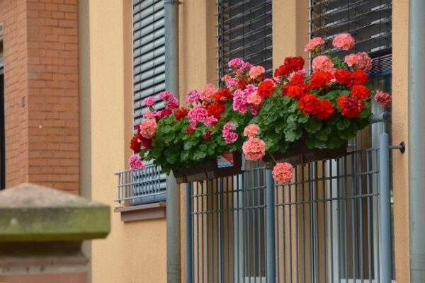 pelargonie muskaty 1