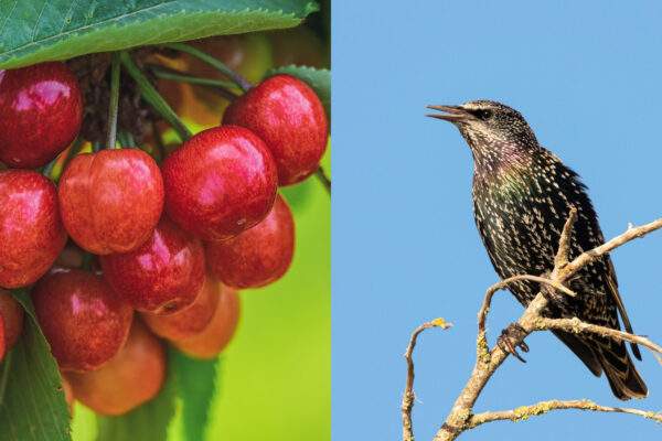 skorce ceresne scaled