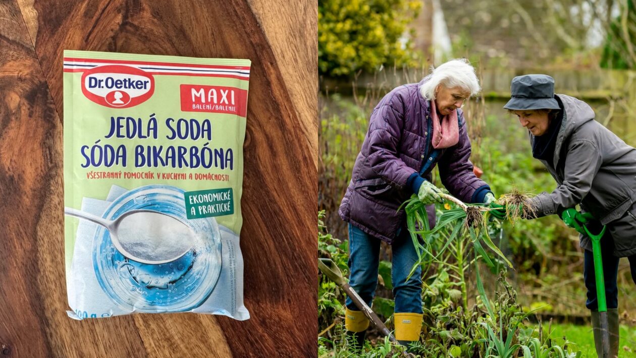 soda zahrada
