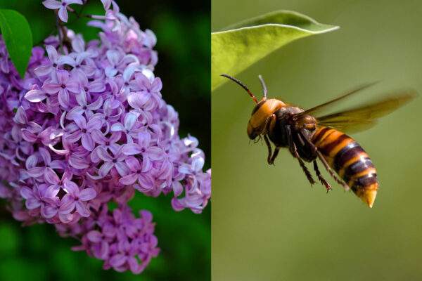 srsen zahrada rastliny scaled