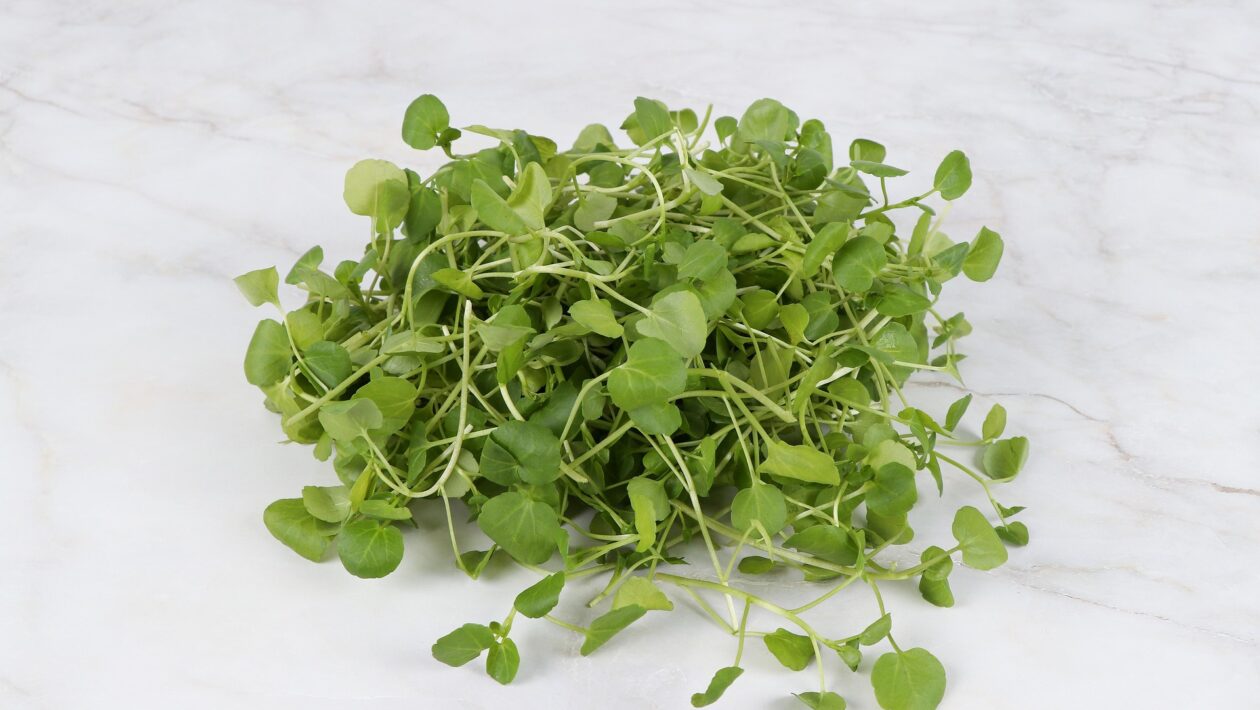 watercress 4153775 1920