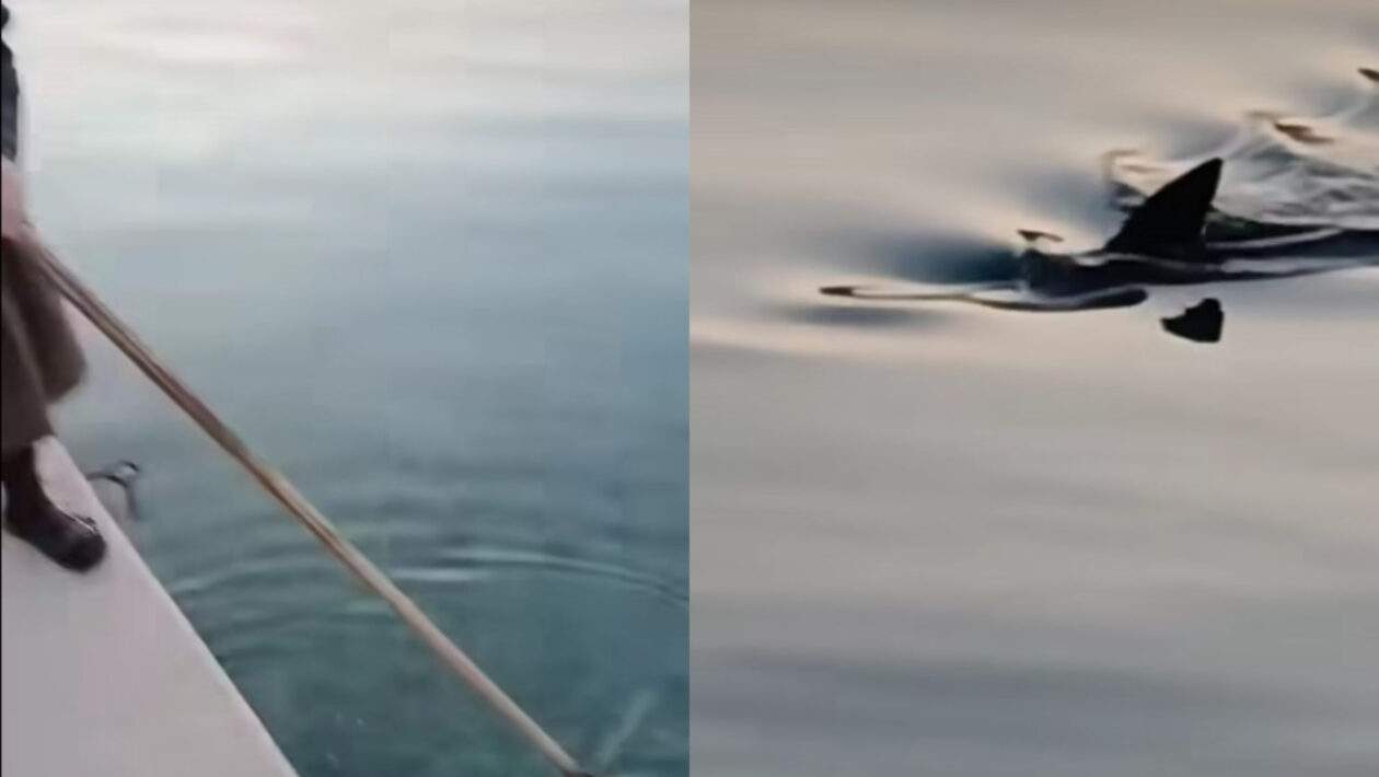 zralok chorvatsko 2025 scaled