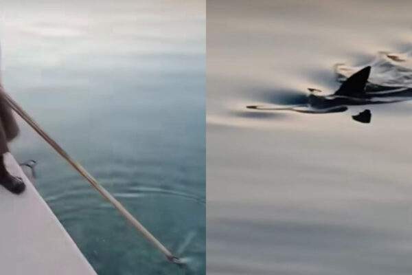 zralok chorvatsko 2025 scaled