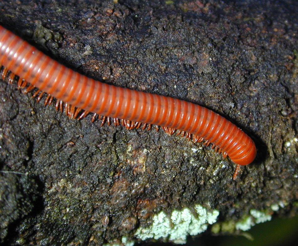 Millipede