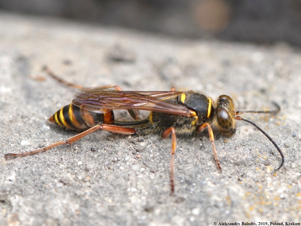 Sceliphron curvatum 02