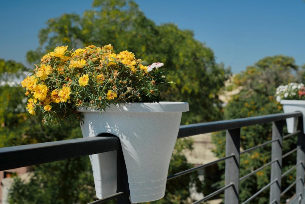 balkon kvety
