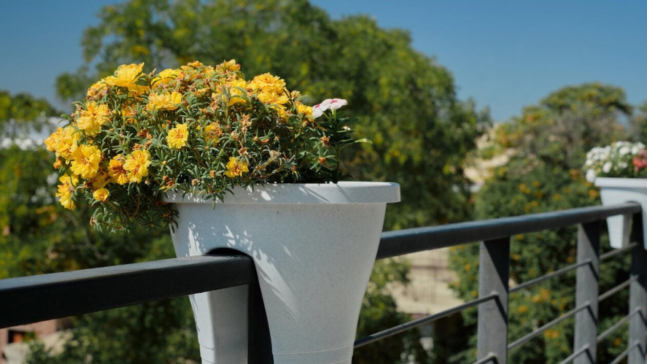 balkon kvety