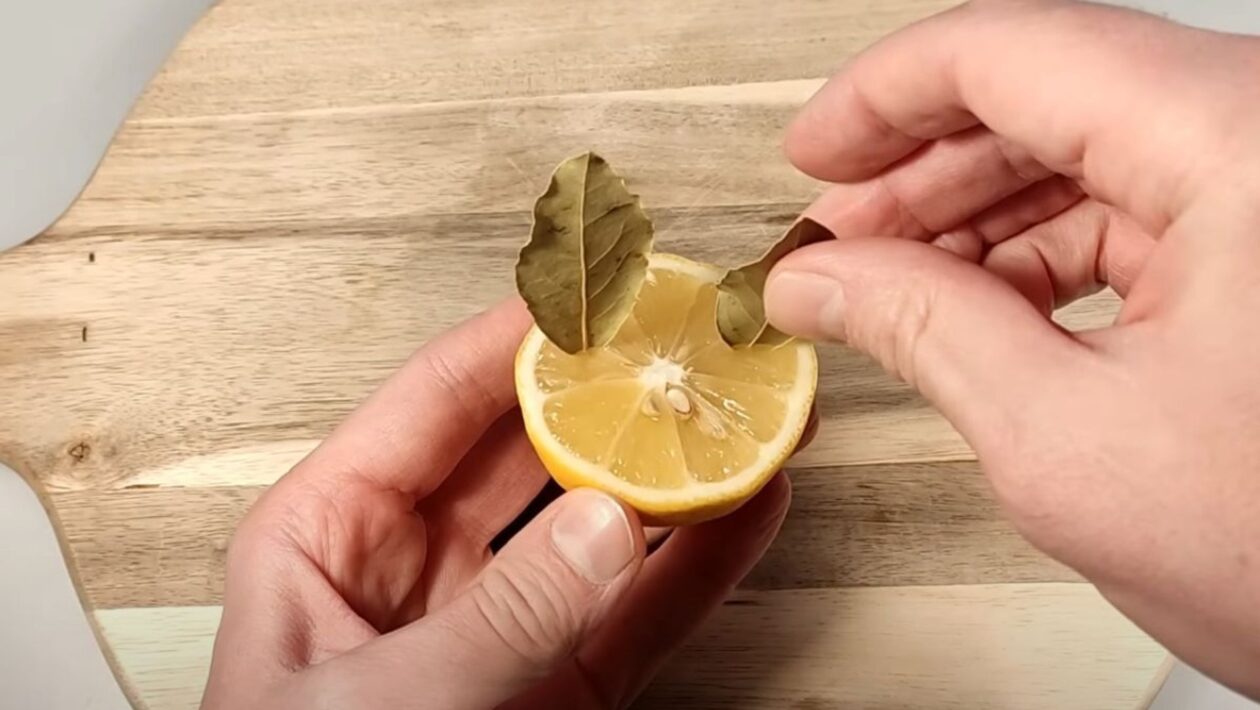 citron bobkovy