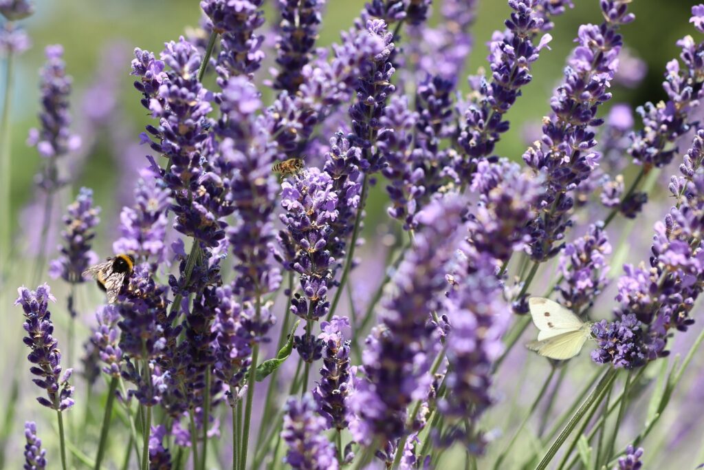 levandula