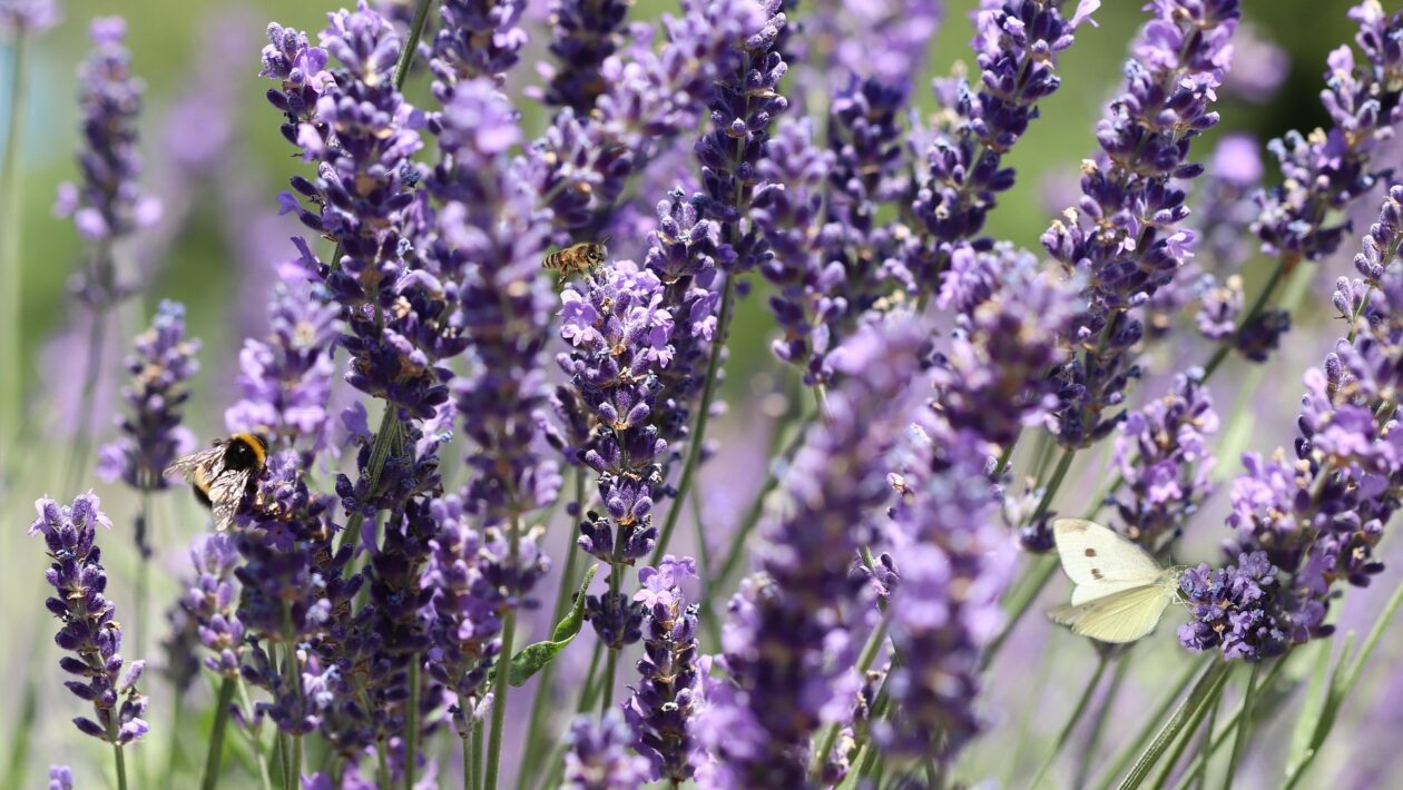 levandula