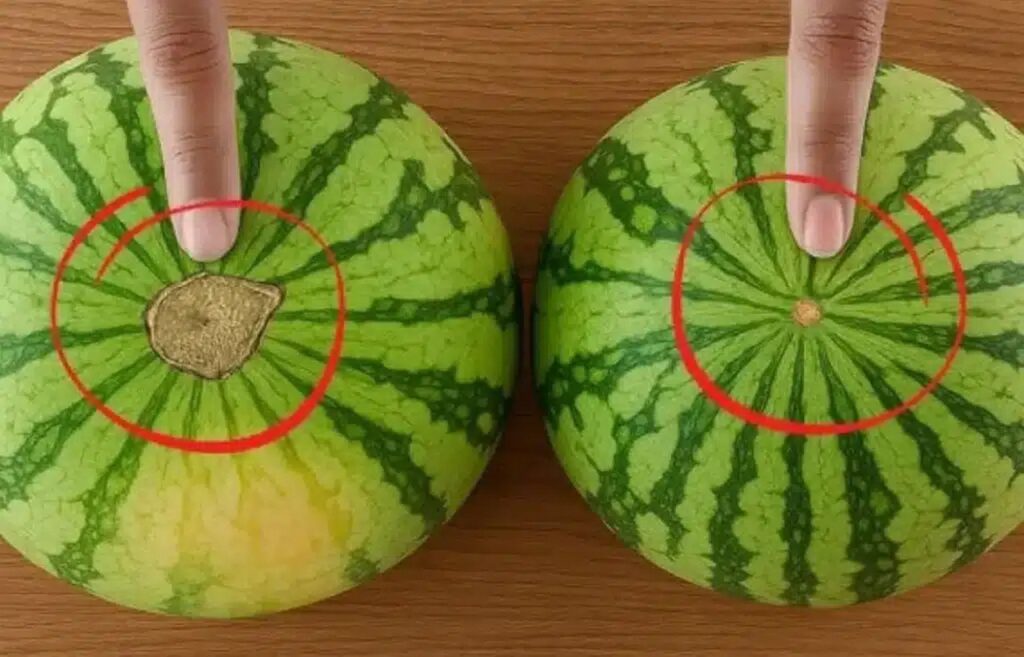 melon 1