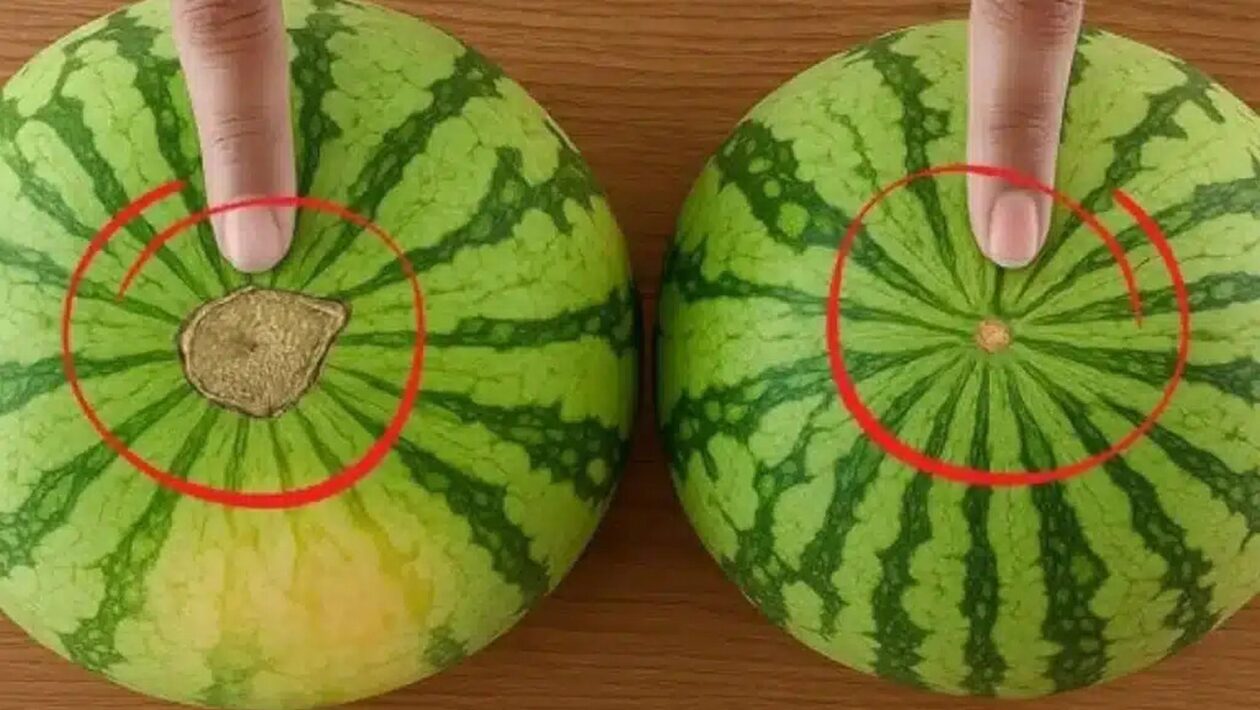 melon 1