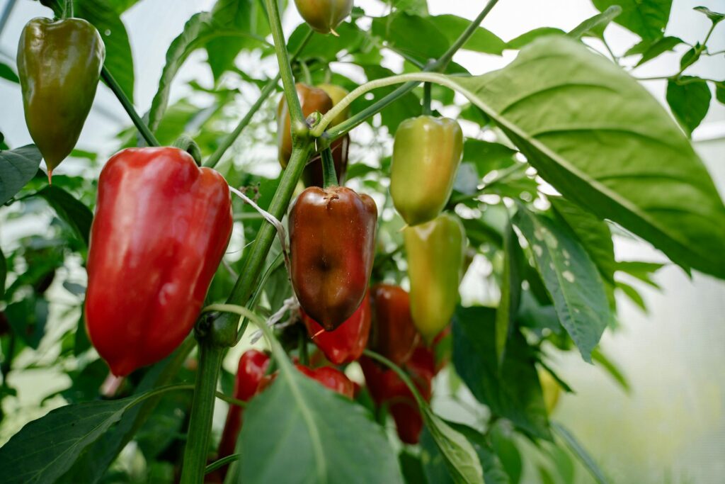 paprika sadenie 1