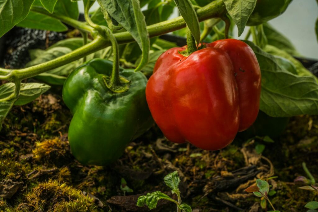 sadenie paprika