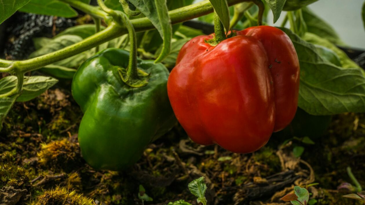 sadenie paprika