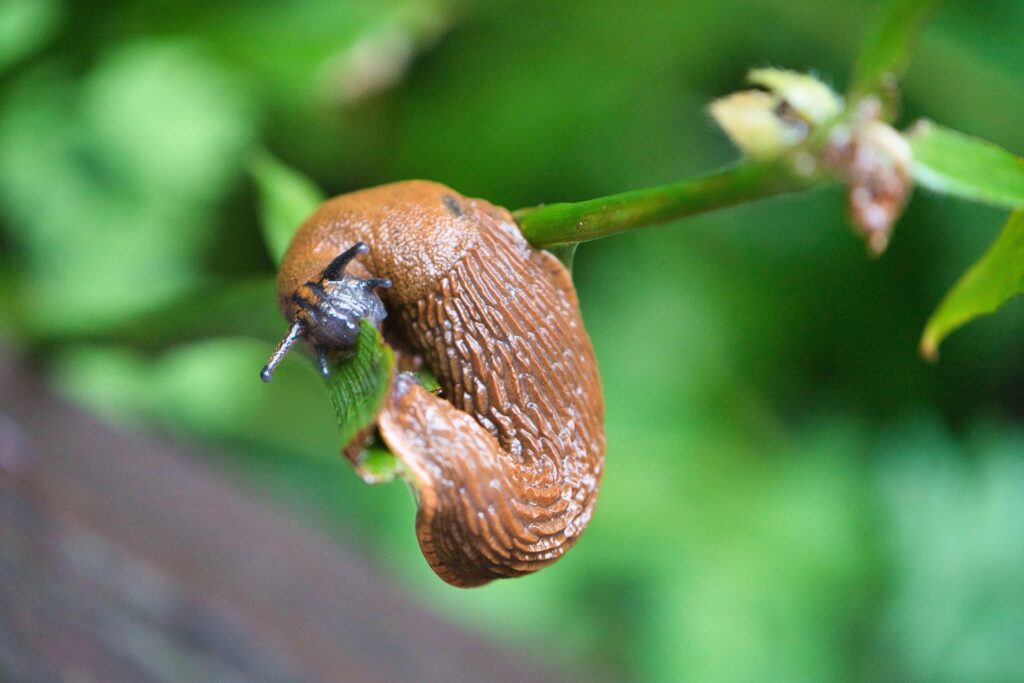 slimak