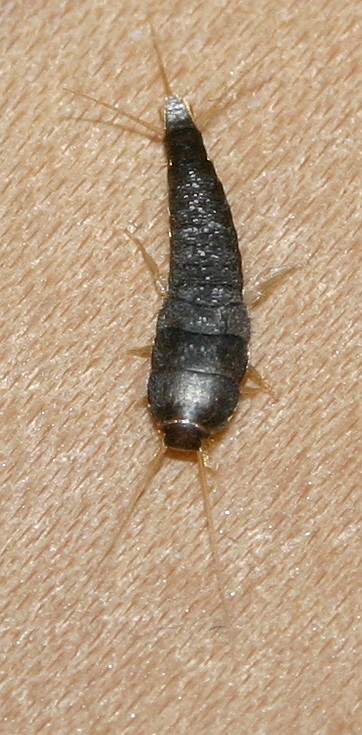 Silberfischchen