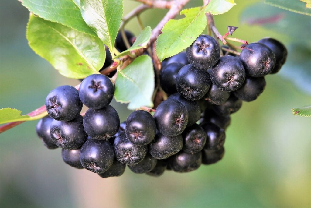 aronia